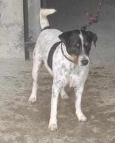#PERDIDO #PLAYAS
Nombre: #PECAS
Fecha: 25/07/25
Sector: Centro, Cdla. El Deportista, po el redondel entrada a Playas
Sexo: Macho
Raza: Jack Russell Terrier
Obsv.: Blanco con manchas negras en los ojos y nariz café, mancha negra en barriga
Contacto: 0994799806
#AlertaMePerdí