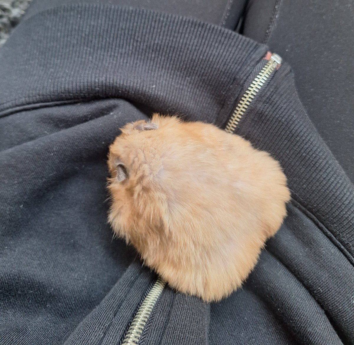 lininbloom's tweet photo. he looks like an onigiri https://t.co/xajtrsfv19