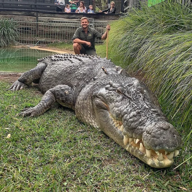 Everyone in the US is so focused on Alligators I don't think any of you realize the sheer scale of a much larger, 20+ foot long crocodile.
