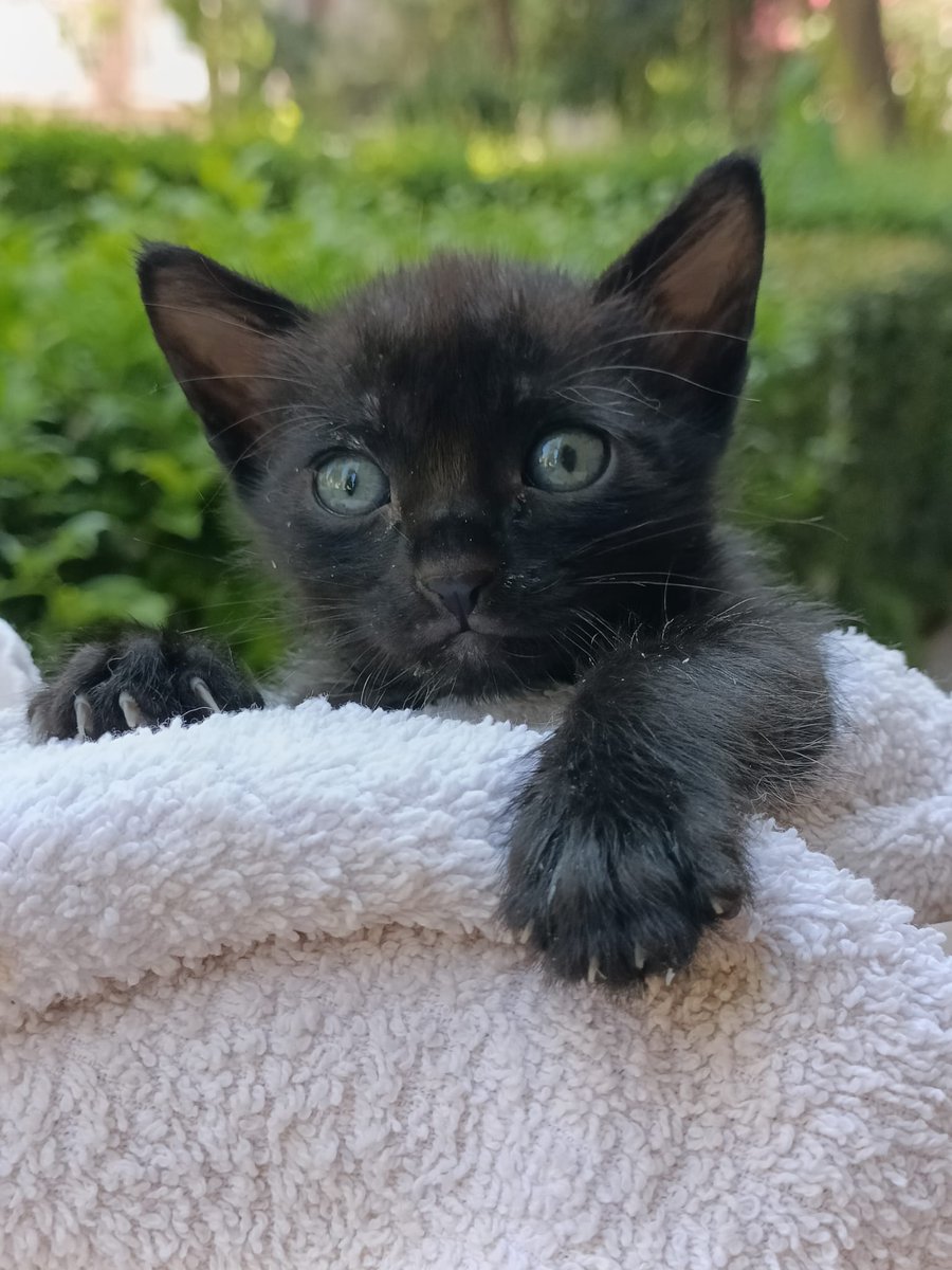 SilviaMylo's tweet image. Cosa más bonita no lo hay ❤️
Copio
Este pequeño, busca una familia estable, para una adopción responsable donde pueda estar tranquilo y con una familia buena el resto de su vida.
Tiene 3 semanas , un mes aproximadamente.
Teléfono 615222015
Madrid