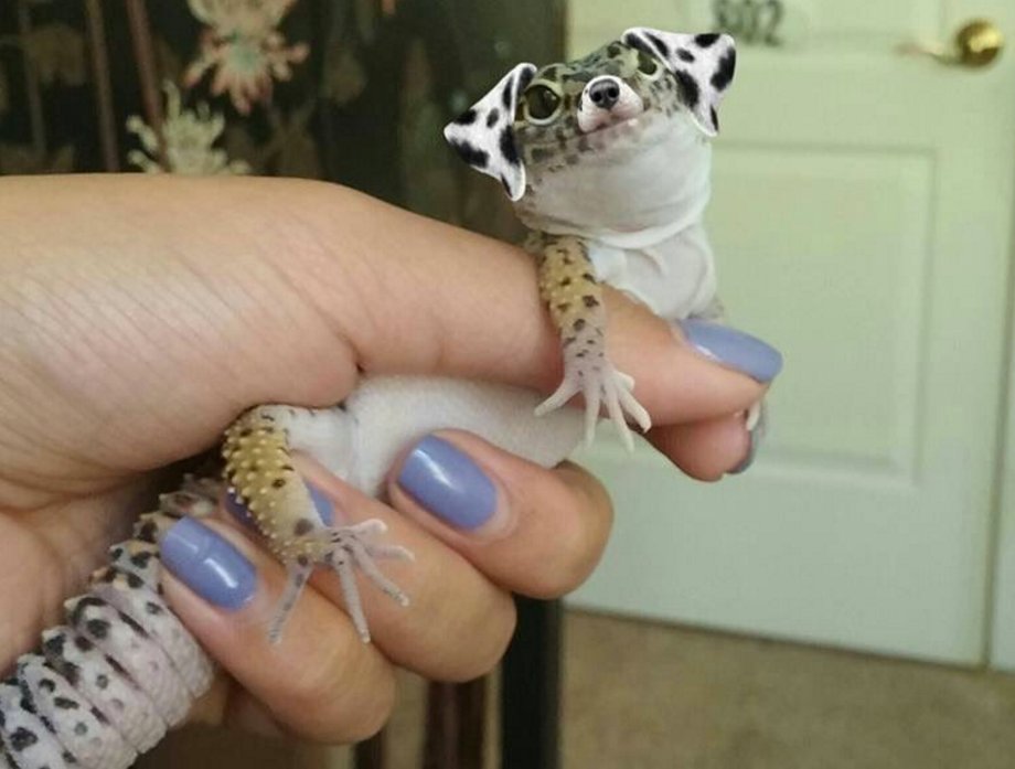 MayoMonkey2_'s tweet image. I want a puppy lizard