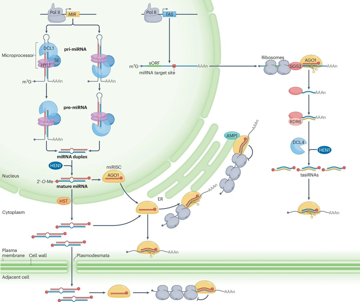 jsantoyo's tweet photo. Plant microRNA maturation and function. #microRNAs #GeneticRegulation @NatRevMCB
https://t.co/8Sbg5jE0Wx https://t.co/rZZlmLSZ9e