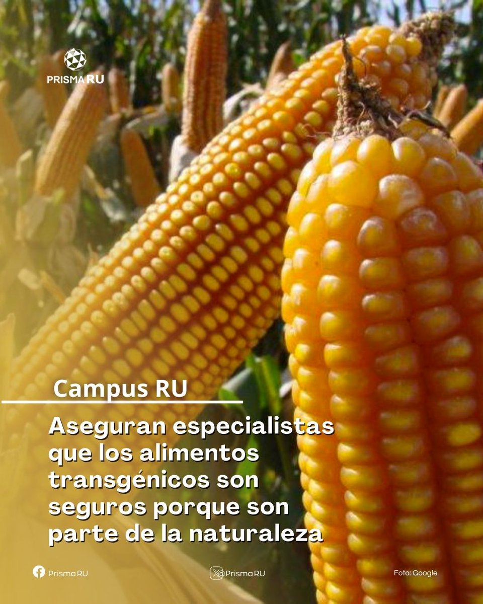 PrismaRU's tweet image. 💠 El @ColegioNal_mx organizó el ciclo: biotecnología moderna y los grandes, importantes y reales beneficios de los alimentos transgénicos | Nuestra compañera Dulce García (@DulceGarcia007) nos comparte la nota.
#RelatamosAlMundo🌎 #RadioUNAM 96.1 FM 📻