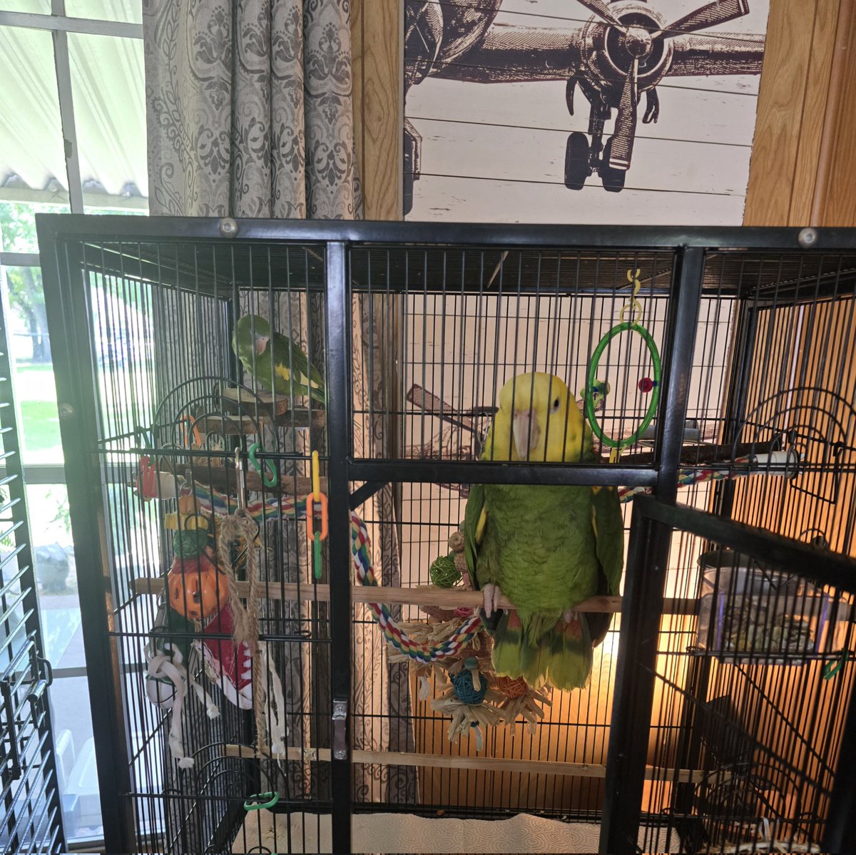 VampyAnji's tweet image. Ricky has been squatting in Kermit&apos;s house. 

I suspect that Kermit was possibly suffering some serious feather ruffling, so I evicted Rick... 

Again. 

🪶