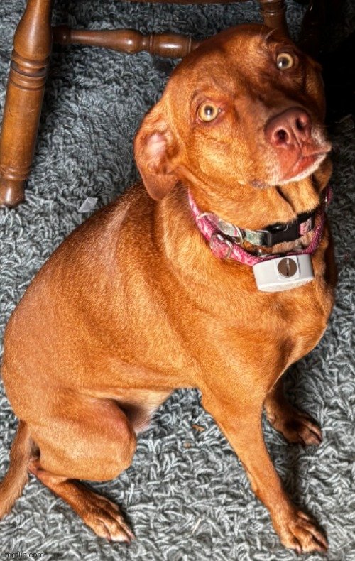 Obs_Dave's tweet image. Minnie is not a fan of getting her picture taken