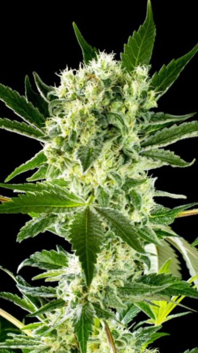 Unsere AMNESI-K HAZE
