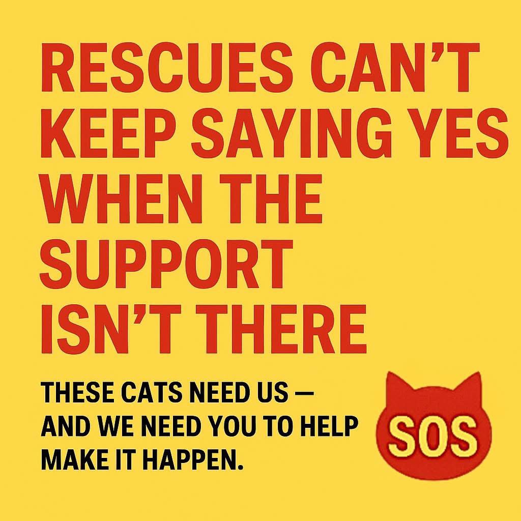 Donna Lac (@lacdonna) on Twitter photo 