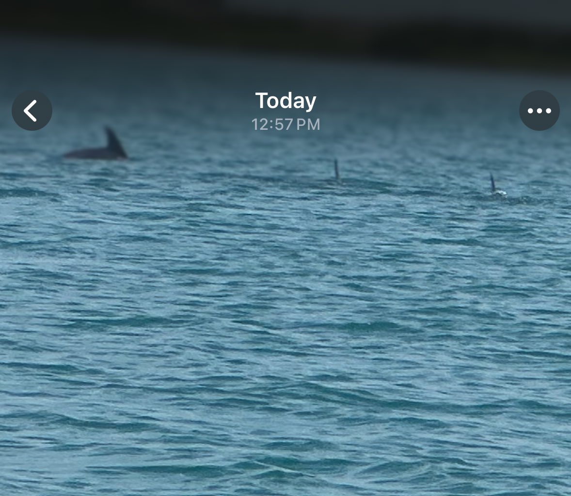 0xwillthetrill's tweet image. unfortunately I am a much better jet ski operator than dolphin photographer