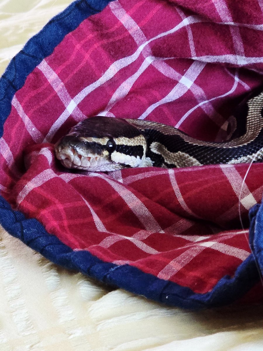 SerpentEmpress_'s tweet image. Chilling with Harley watching Paranormal Caught On Camera. #ballpython #royalpython #snake
