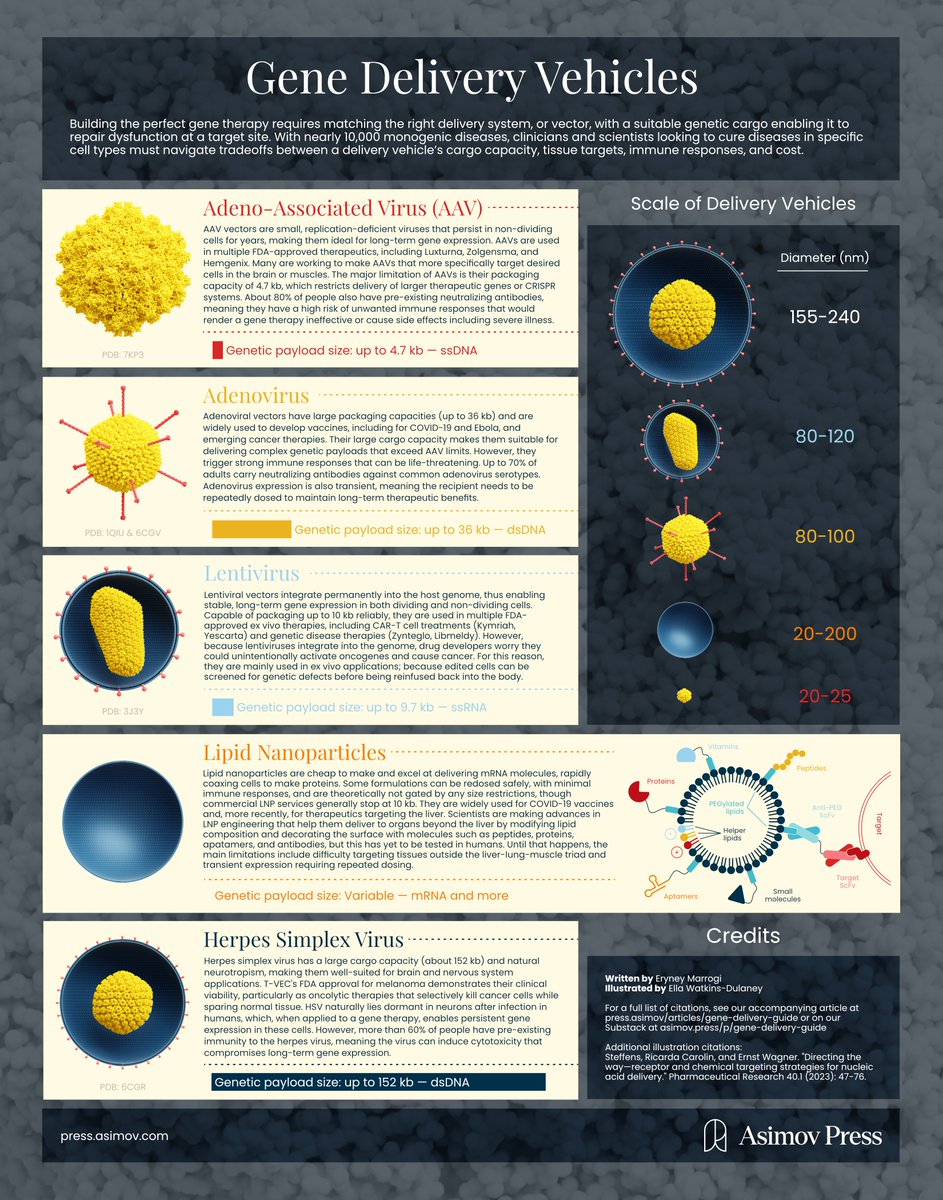 A VISUAL GUIDE TO GENE DELIVERY

There are at least 10,000 known monogenic diseases. Many scientists are trying to build gene therapies to cure some of them. Learn about tradeoffs between the various delivery options—from AAV to LNPs to Herpes Virus—in our latest article.