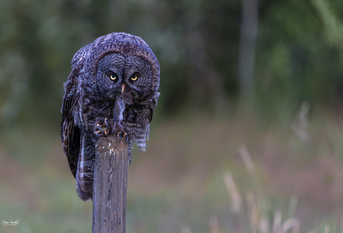 YEGHugo's tweet image. Great Grey Owl have a profound look in their yellow eyes. Angry looking and long wingspan, and deadly claws make them the Ghost of the Forest. Deadly hunter 馃檶 #owl #greatgreyowl #nature #hunting #forest #photography #canada #alberta #edmonton #wildlife #claws #birdofprey
