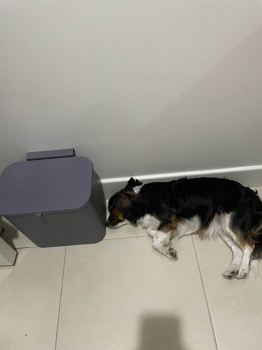 AtakkGull's tweet image. Neredeyse küçük bir çöp kovası boyunda ama yaşadıkları gözlemlediğim kadarıyla çok fazla çok… geçecek kızım, herşeyi atlatacağız… sende ablan gibi seni bırakmayacağıma emin olacaksın❤️