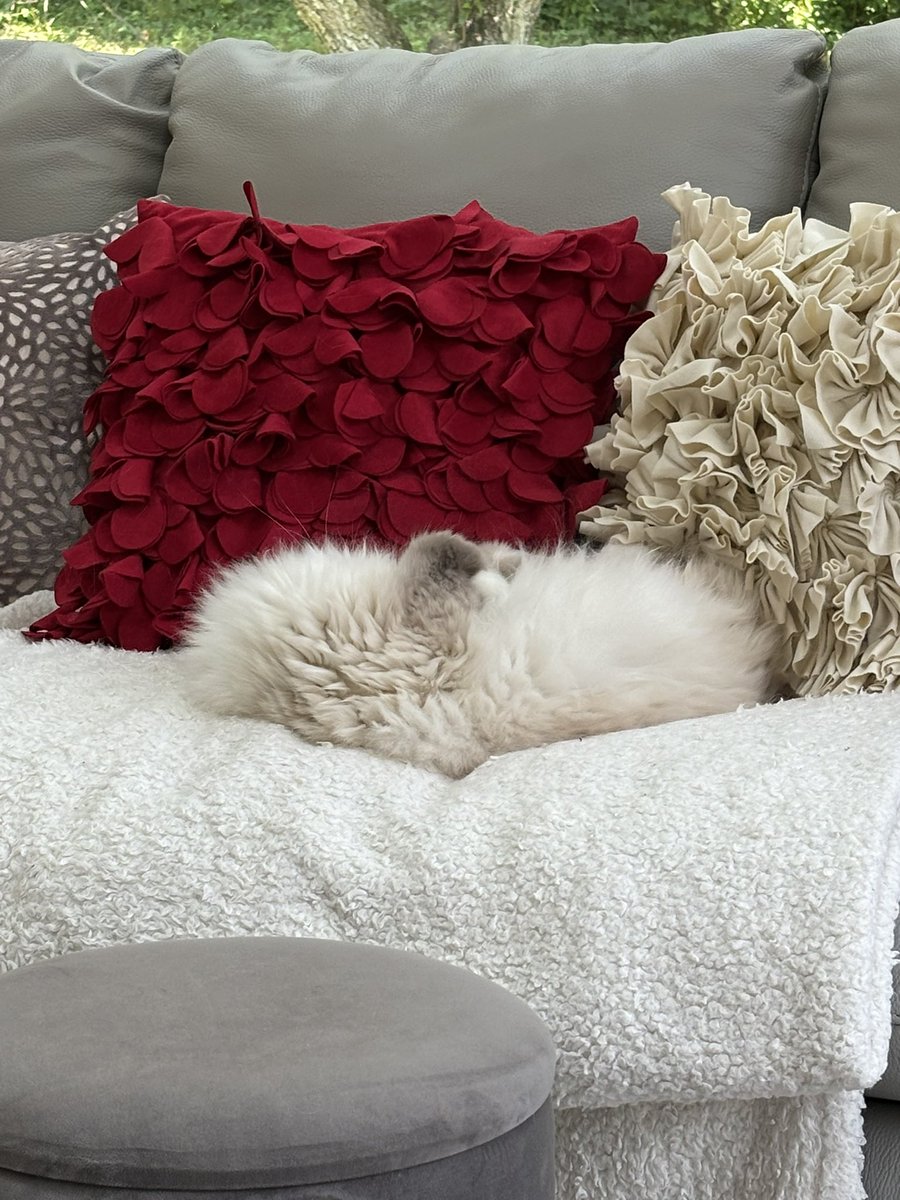 ElizGriff2016's tweet image. Enjoying #kittyloafmonday as a family unit. 
♥️😘Ari &amp;amp; Cali💋♥️