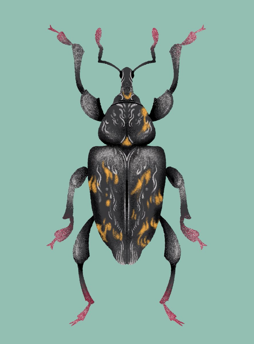 JuliaAugust11's tweet image. ще жучок на #комашинийлипень 🪲
Hylobius abietis