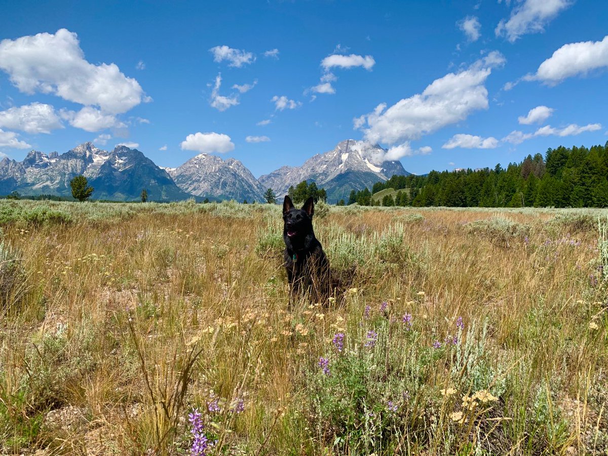 K9River's tweet image. K9 Dutch at the Tetons.