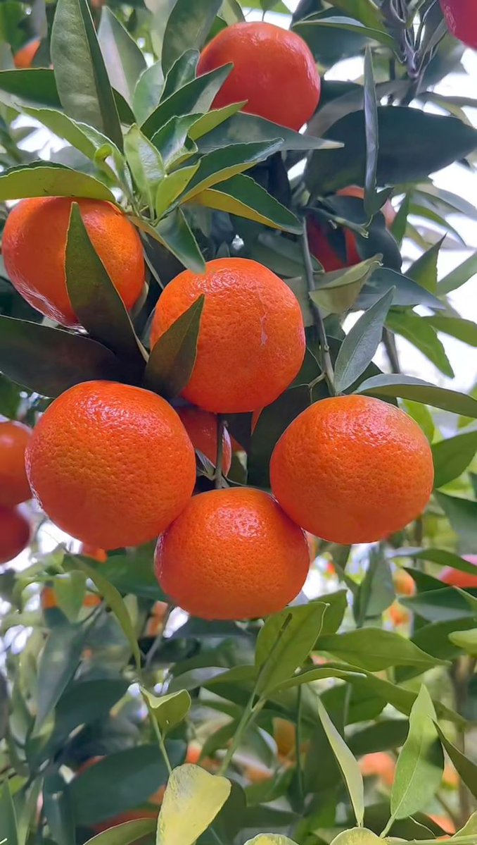 _Trichia_'s tweet image. Plant today, harvest tomorrow. Let the orange tree remind you of patience and reward