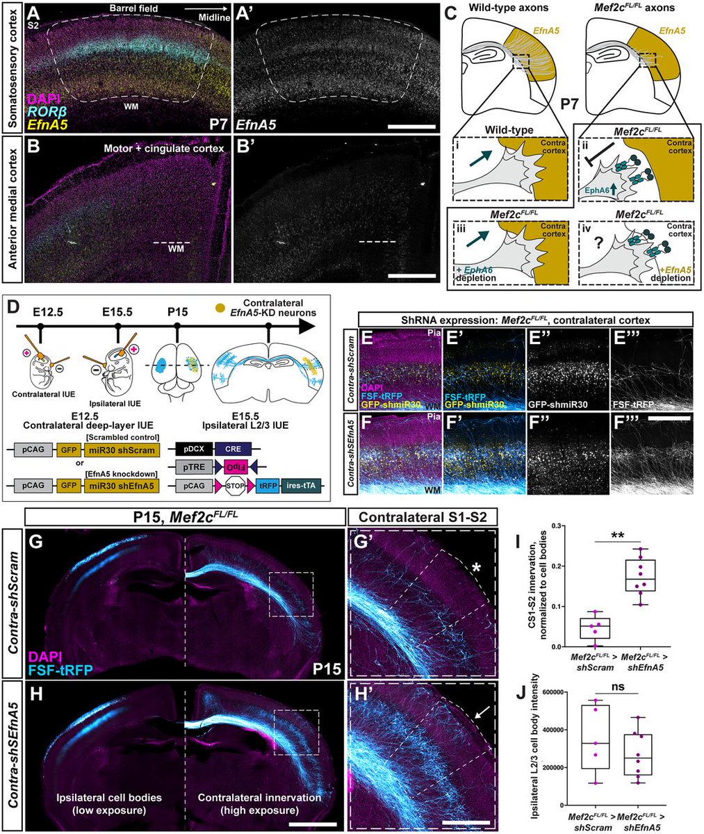 #JNeurosci: <a href="/Sriram_S433/">Sriram S</a>, Guzman-Clavel, et al. uncover dual roles for Mef2c in cortical development: regulation of laminar subtype specification during embryogenesis and axon targeting in postnatal callosal neurons. <a href="/OneNeuroJHU/">OneNeuro Initiative</a> <a href="/HopkinsKavli/">Kavli NDI Hopkins</a>
doi.org/10.1523/JNEURO…