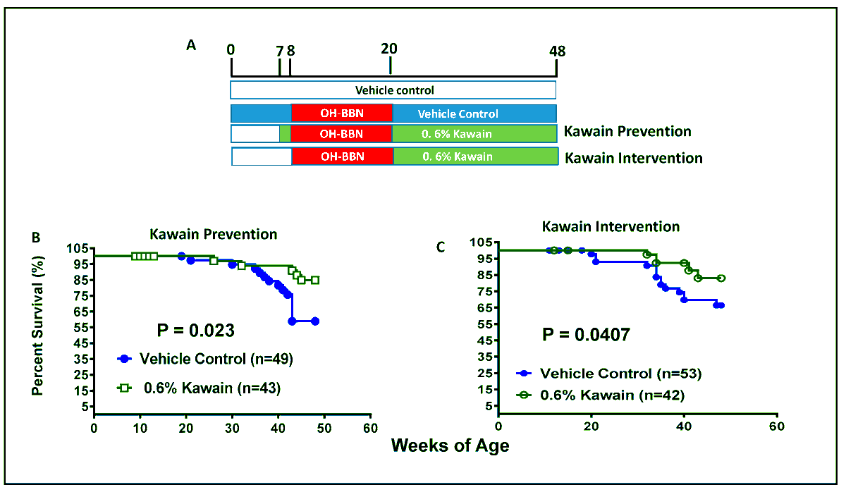 Biomol_MDPI's tweet image. #EditorsChoice
Read now ➡️ "Kawain Inhibits Urinary Bladder Carcinogenesis through Epigenetic Inhibition of LSD1 and Upregulation of H3K4 Methylation" by Xia Xu, et al.
The article 👉 brnw.ch/21wUu0J
The list 👉 brnw.ch/21wUu0K