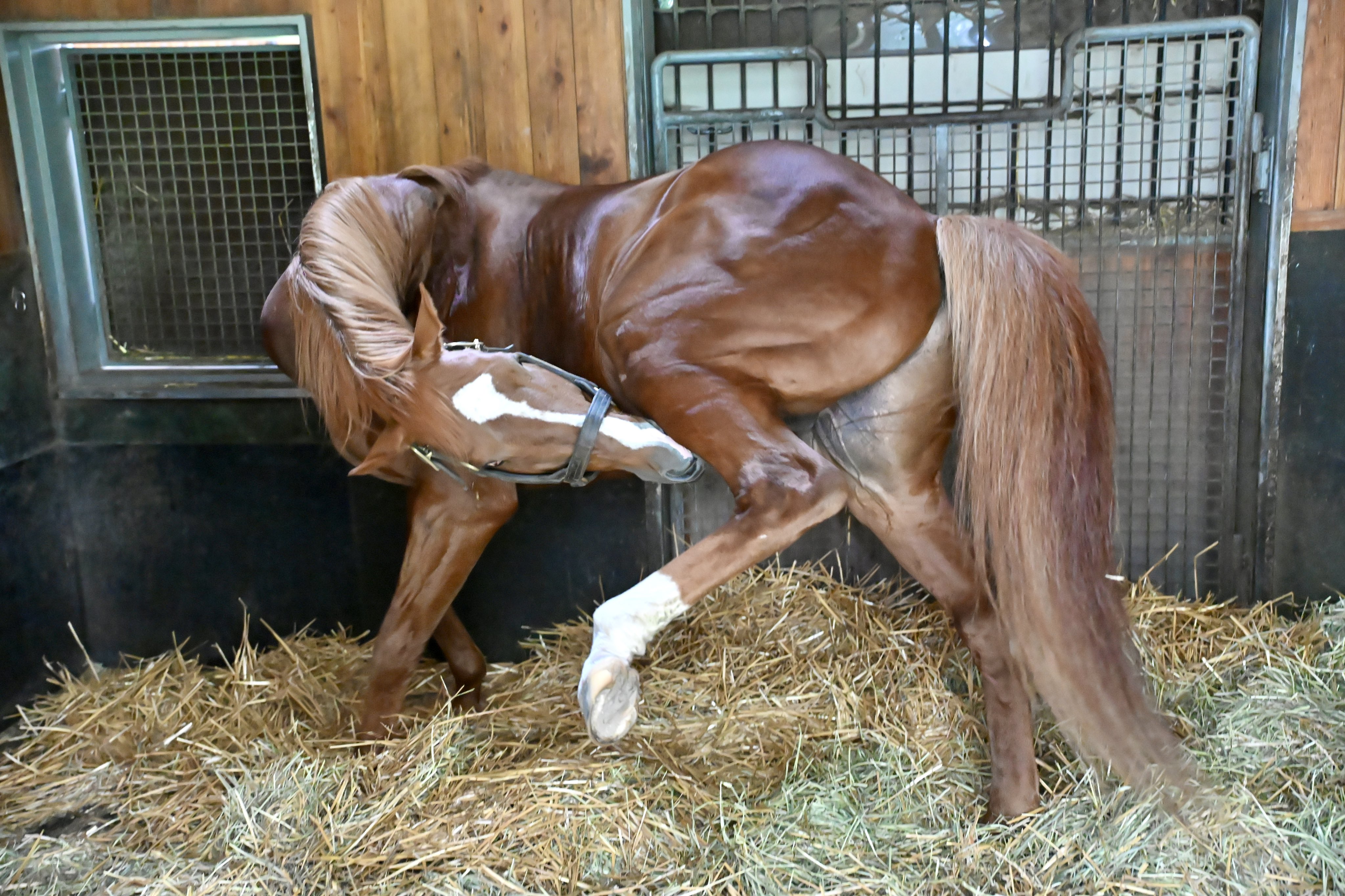 ウシュバテソーロ5体 オルフェヴール1体 アンライバルド号1体 2021/8)オラクル二十一柱Vザ・ハイエロファント【X】{BS58-X04