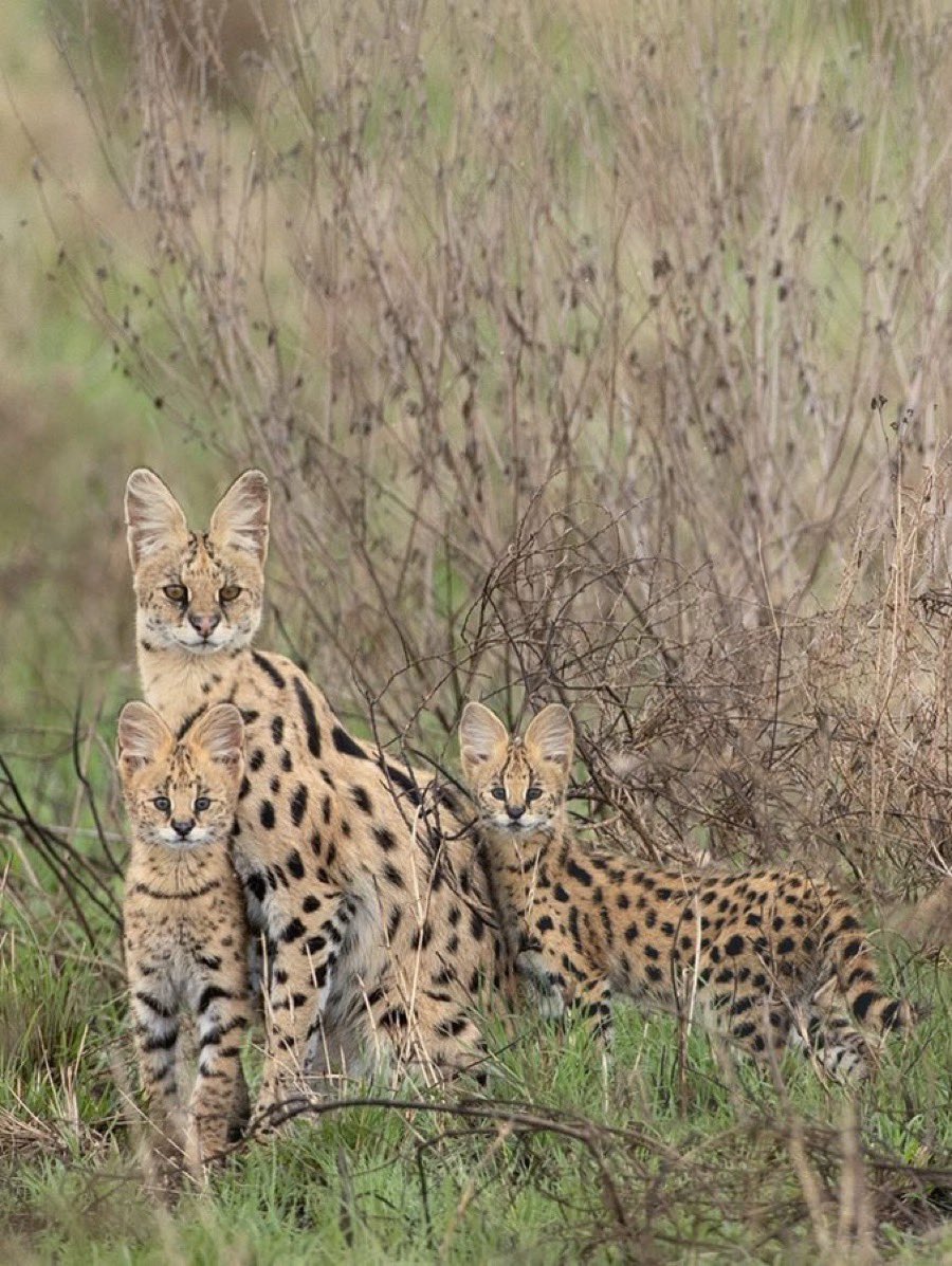 BastianGct's tweet image. Le serval peut sauter jusqu'à 3 mètres de haut et 3,60 mètres de long pour attraper des oiseaux en vol. Cette capacité est due à ses longues pattes et à son corps élancé.
#Africa #animal