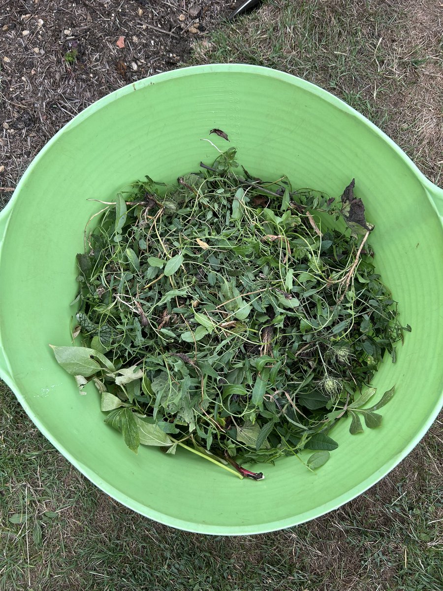 The Battle of the Bindweed 2025. It was lovely but two weeks away leads to this! A trugfull of weeds. And I’ve only just started. What hadn’t died of thirst, is being strangled to death. Is it worth going away in summer? Yes, of course. But honestly…! #amgardening  #amweeding