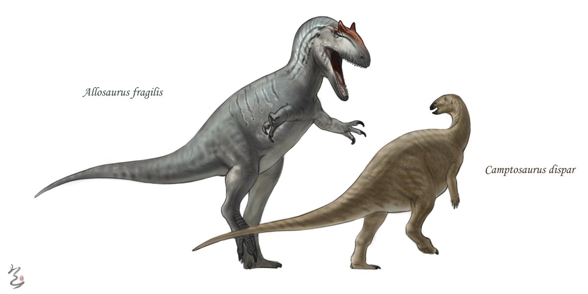 Allosaurus fragilis
 The color scheme comes from 《Walking with Dinosaurs》, which creates the most classic Allosaurus color scheme. I hope my poor imitation will make you like it.