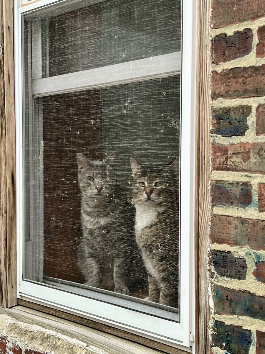 ProjectMEOW's tweet image. ADOPTED! 🎉
After being abandoned and losing a leg, Bob Newhart’s life has completely turned around—he’s found his forever home! 💛

Now he zooms around on 3 legs, cuddles with his new brother Momo, and rules the heating pad. Congrats, sweet Bob! 💫

#ProjectMEOW #WestPhillyCats