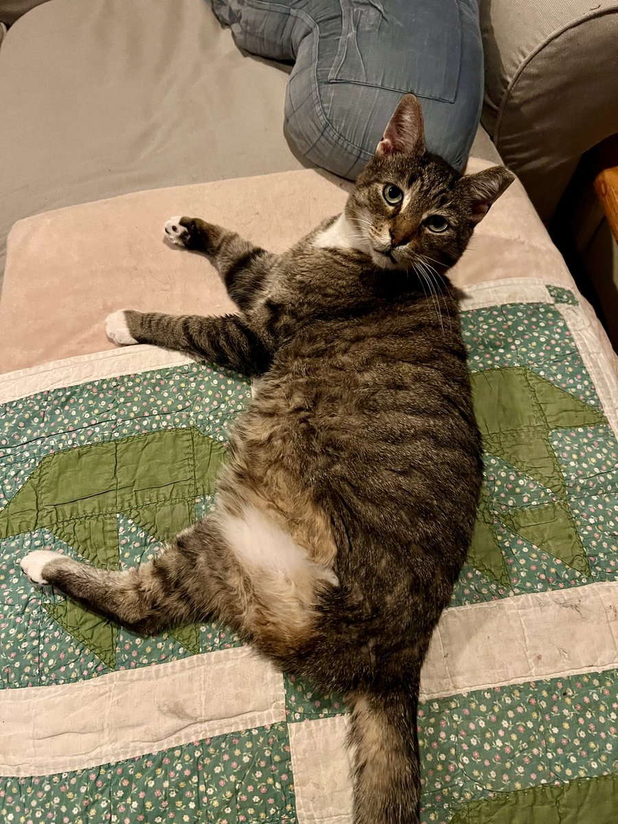 ProjectMEOW's tweet image. ADOPTED! 🎉
After being abandoned and losing a leg, Bob Newhart’s life has completely turned around—he’s found his forever home! 💛

Now he zooms around on 3 legs, cuddles with his new brother Momo, and rules the heating pad. Congrats, sweet Bob! 💫

#ProjectMEOW #WestPhillyCats