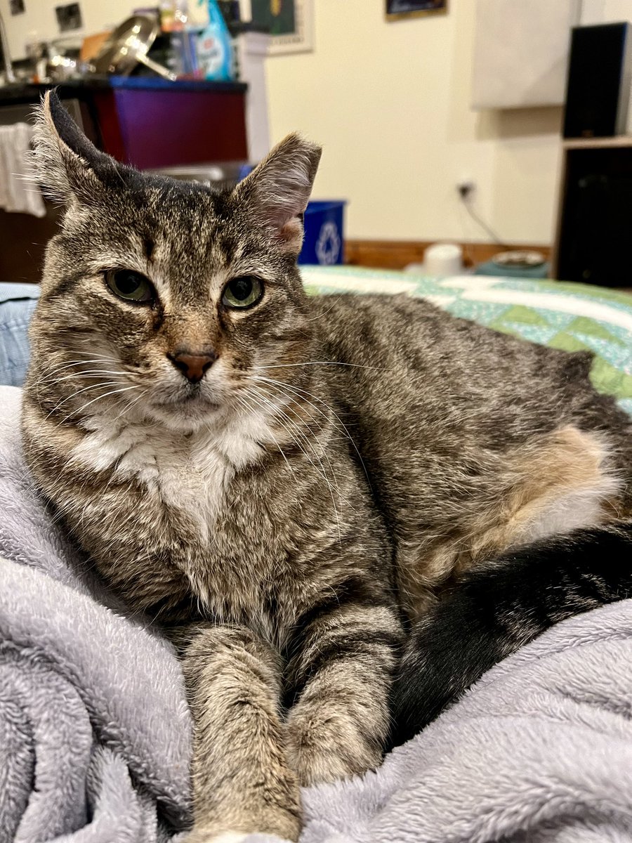 ProjectMEOW's tweet image. ADOPTED! 🎉
After being abandoned and losing a leg, Bob Newhart’s life has completely turned around—he’s found his forever home! 💛

Now he zooms around on 3 legs, cuddles with his new brother Momo, and rules the heating pad. Congrats, sweet Bob! 💫

#ProjectMEOW #WestPhillyCats
