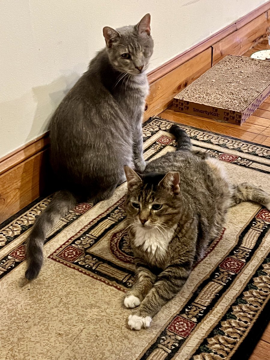 ProjectMEOW's tweet image. ADOPTED! 🎉
After being abandoned and losing a leg, Bob Newhart’s life has completely turned around—he’s found his forever home! 💛

Now he zooms around on 3 legs, cuddles with his new brother Momo, and rules the heating pad. Congrats, sweet Bob! 💫

#ProjectMEOW #WestPhillyCats