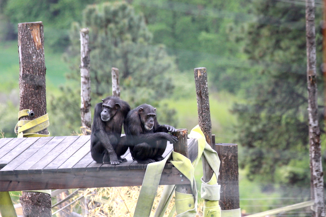 ChimpSanctuary's tweet image. Today is for Rachel and Ruby! -  chimpsnw.org/2025/07/today-…