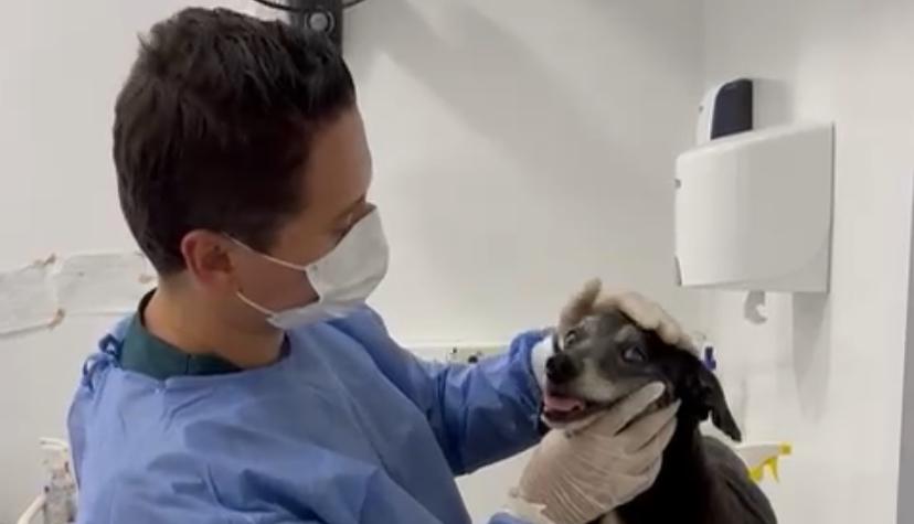 RCNBga's tweet image. #Video l Rescatan a perro 🐶 que presuntamente era obligado a consumir alcohol, hecho presentado en el sector de San Francisco en #Bucaramanga.

📢El perro luego ser atendido en la clínica Veterinaria, se encuentra estable, y en proceso de recuperación 💛

@AlcaldiaBGA