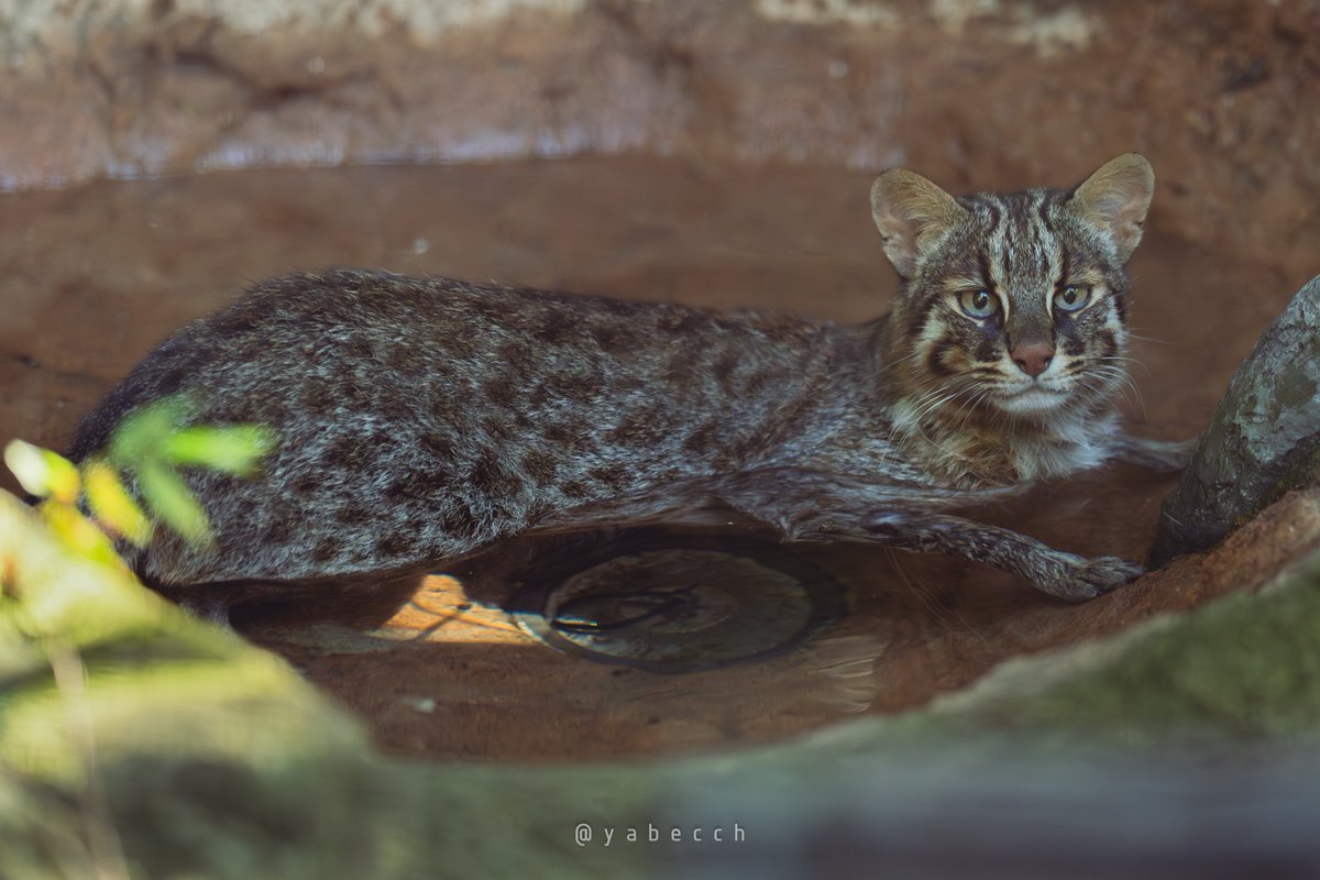 yabecch's tweet image. ねこの行水。
(2025.07.27)
ZOORASIA
こう