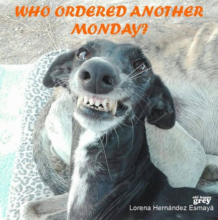 Michael96303310's tweet image. Happy Monday. Let&apos;s get this week started!
