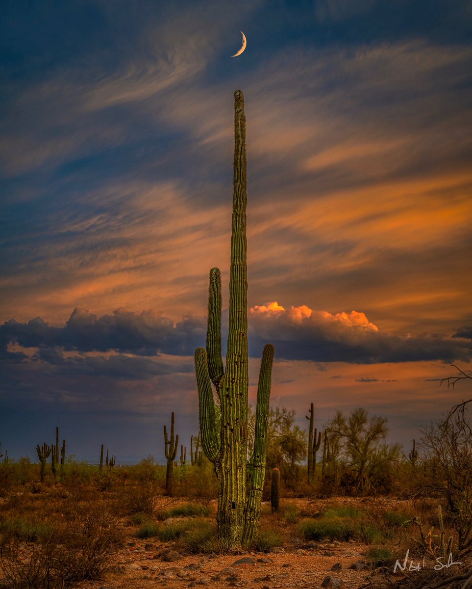 Reach for the sky! #Arizona #nikon #visitarizona #moon