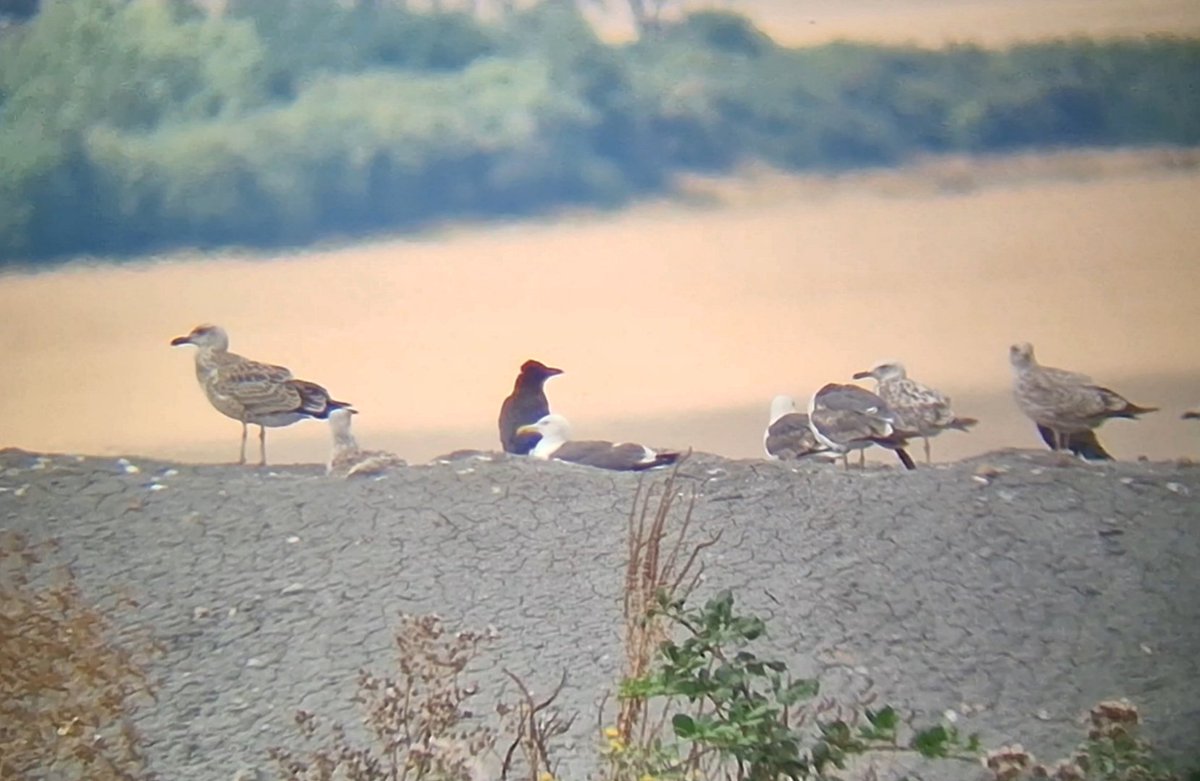Daniel Langston (@dlangstonbirder) on Twitter photo Two 1s Casps and ~10 YLG at Leadenham Tip today 
<a href="/Lincsbirding/">Lincsbirding</a> Two 1s Casps and ~10 YLG at Leadenham Tip today 
<a href="/Lincsbirding/">Lincsbirding</a>