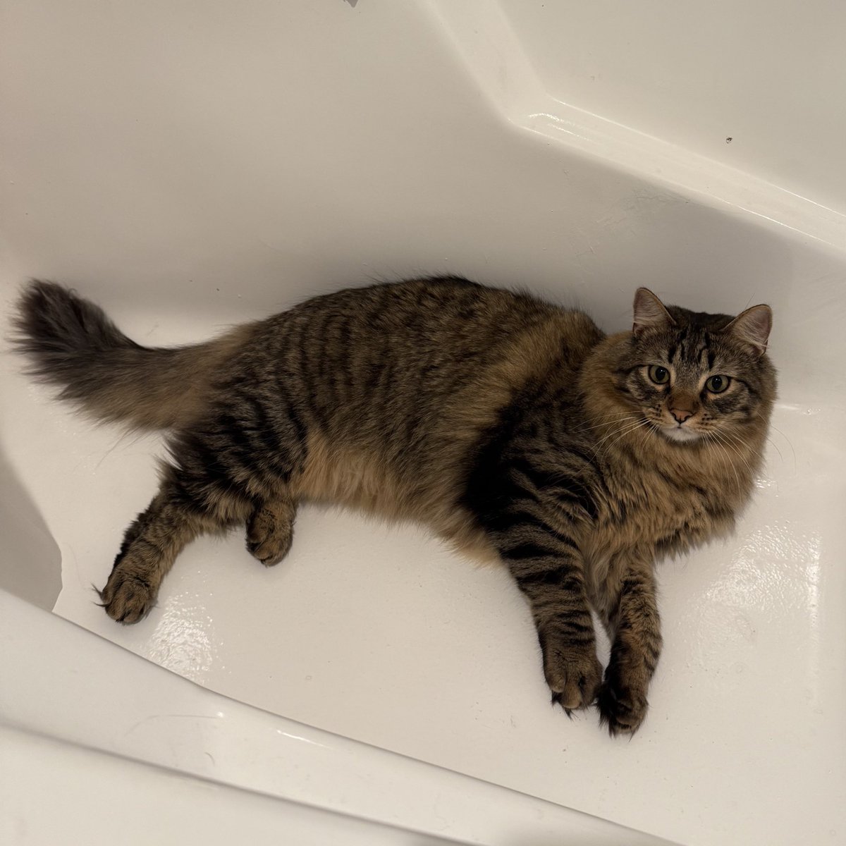 oozemancer's tweet image. this just crawled up my drain what should i do with it