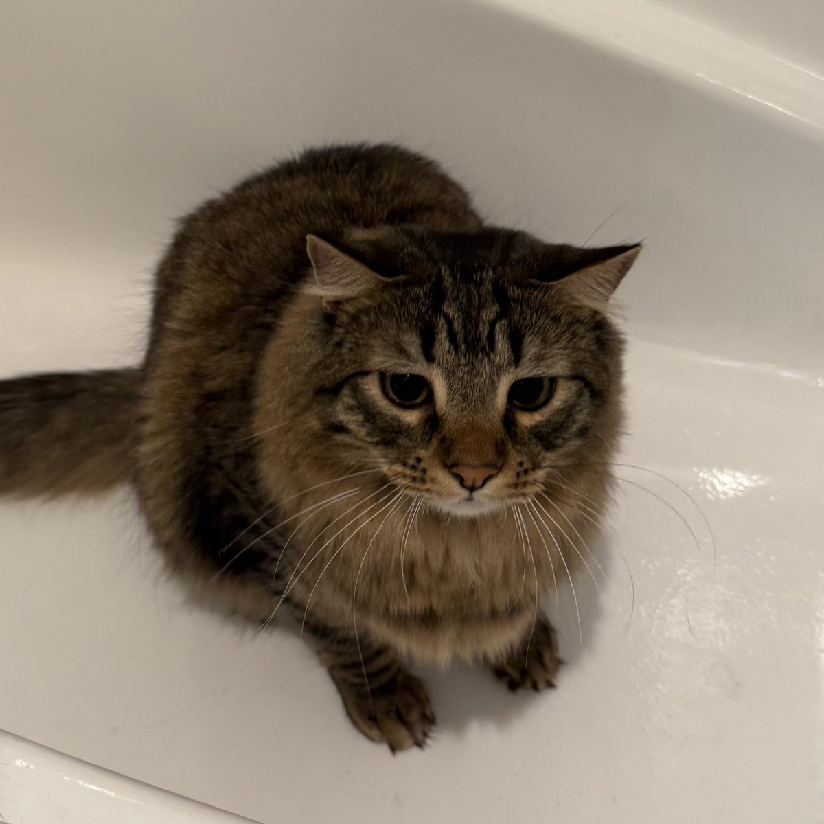 oozemancer's tweet image. this just crawled up my drain what should i do with it