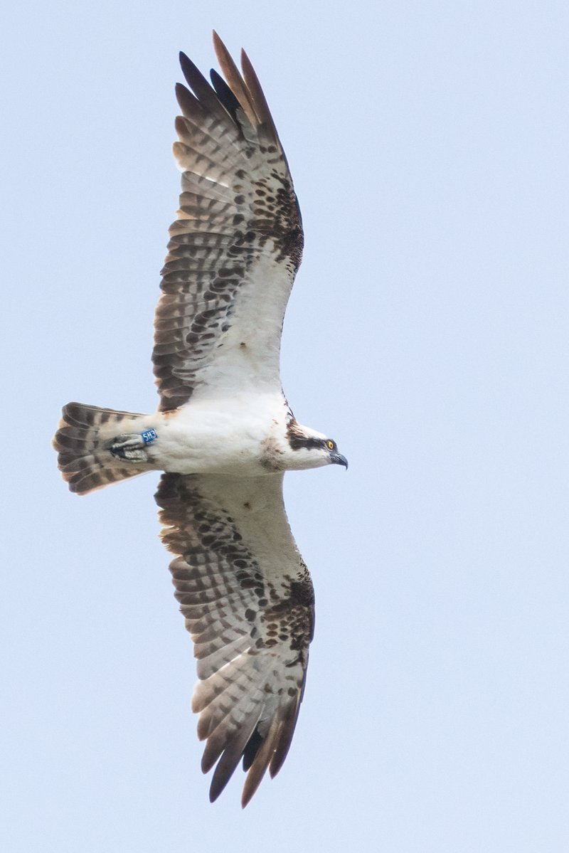 markwright12002's tweet image. Osprey(5H3)
Middlebere Channel, Arne, Dorset
@harbourbirds
@DorsetBirdClub