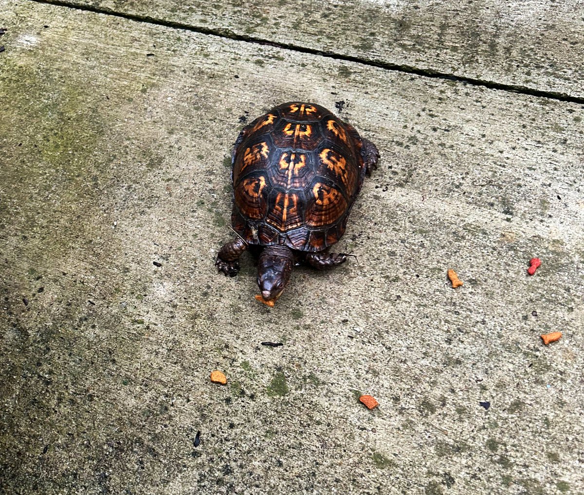 ilenagm's tweet image. Yesterdays turtles. When it rains the turtles show up on the patio🌱😍🐢🐢
#Gardening #Turtles #Nature #GulfOfMexico #WildLife #EasternBoxTurtle