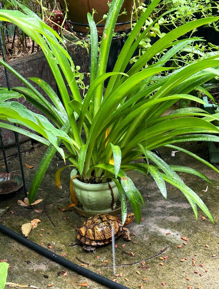 ilenagm's tweet image. Yesterdays turtles. When it rains the turtles show up on the patio🌱😍🐢🐢
#Gardening #Turtles #Nature #GulfOfMexico #WildLife #EasternBoxTurtle