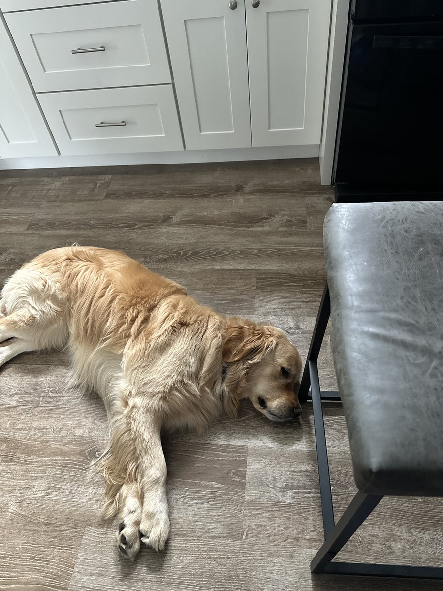 BC_265's tweet image. Dog sitting for my friends this week. 🤍