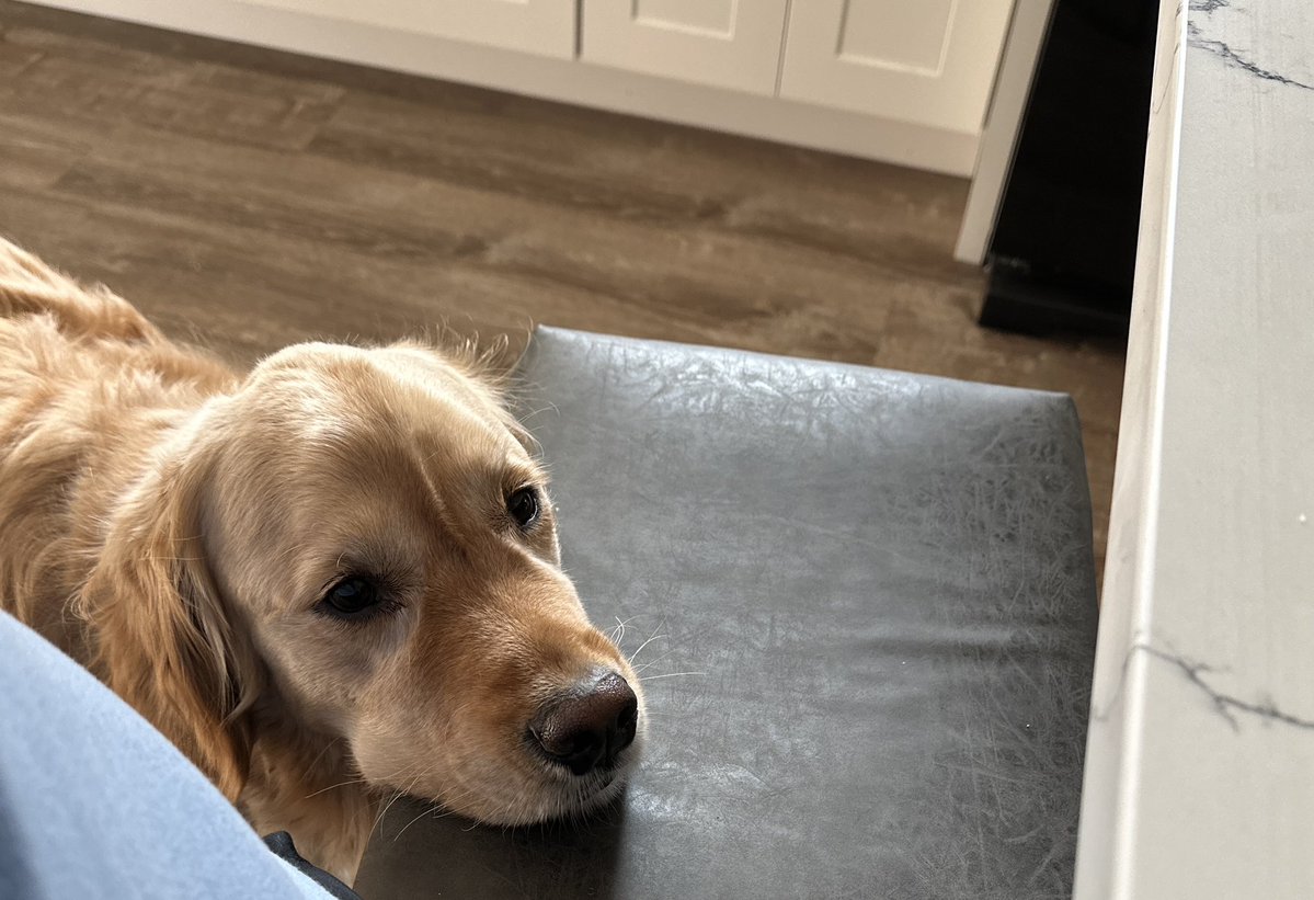 BC_265's tweet image. Dog sitting for my friends this week. 🤍
