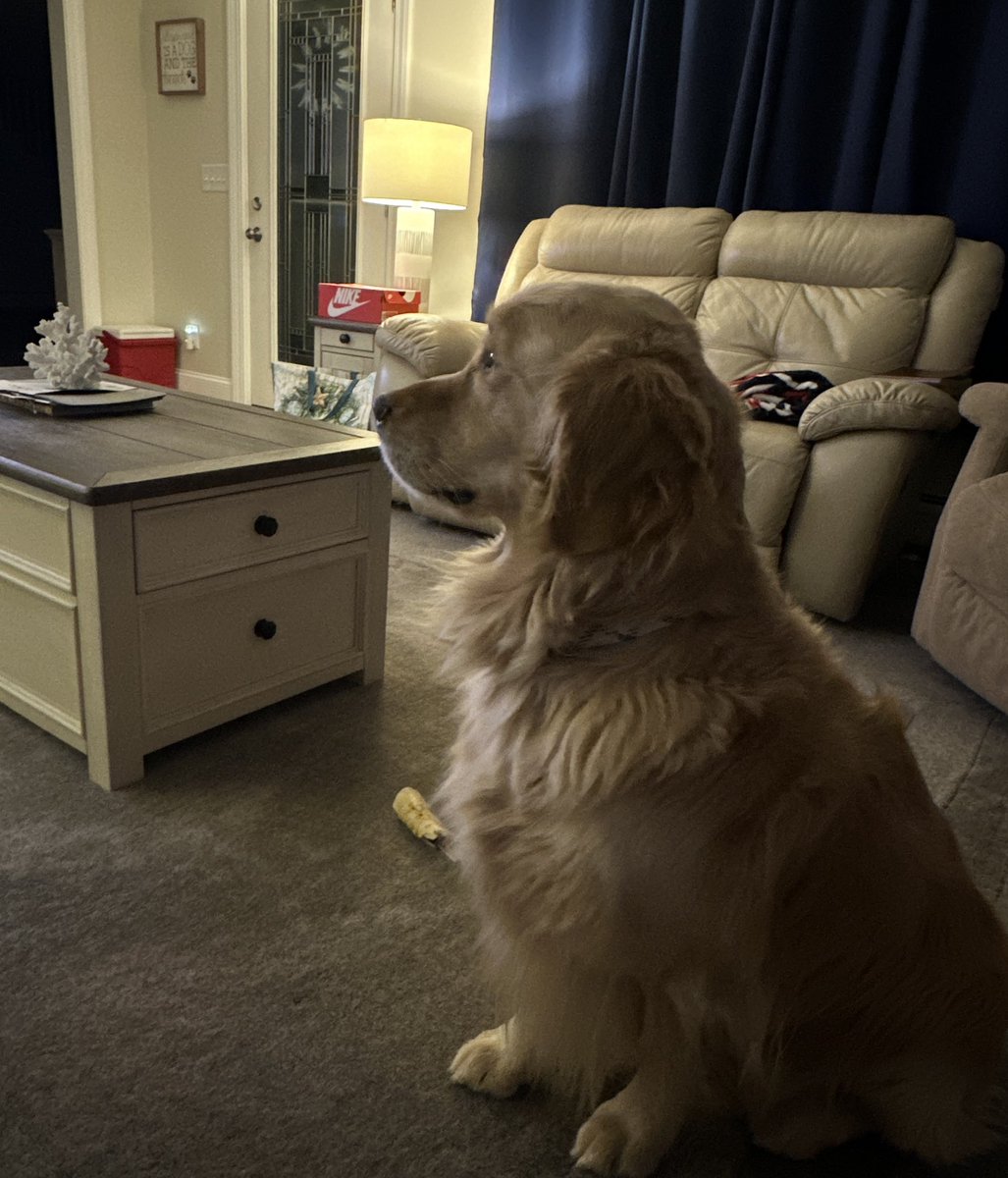BC_265's tweet image. Dog sitting for my friends this week. 🤍