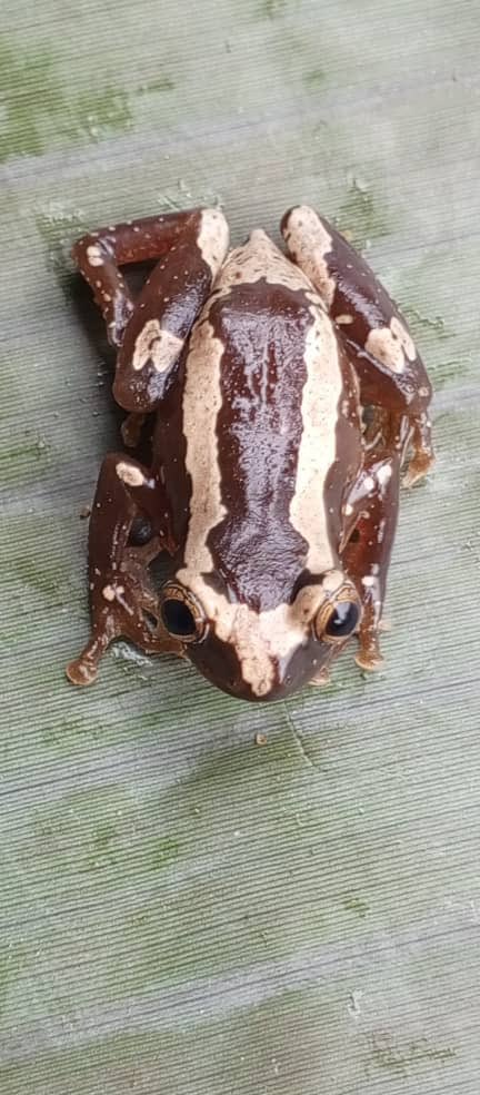 Afrixalus dorsalis, found across Africa, is known for its harsh rattling, often likened to a machine gun. Males reach ~28 mm, females ~30 mm. Though listed as Least Concern, local threats highlight the need for targeted conservation. #FrogDay #Herpetology #negeclab #study