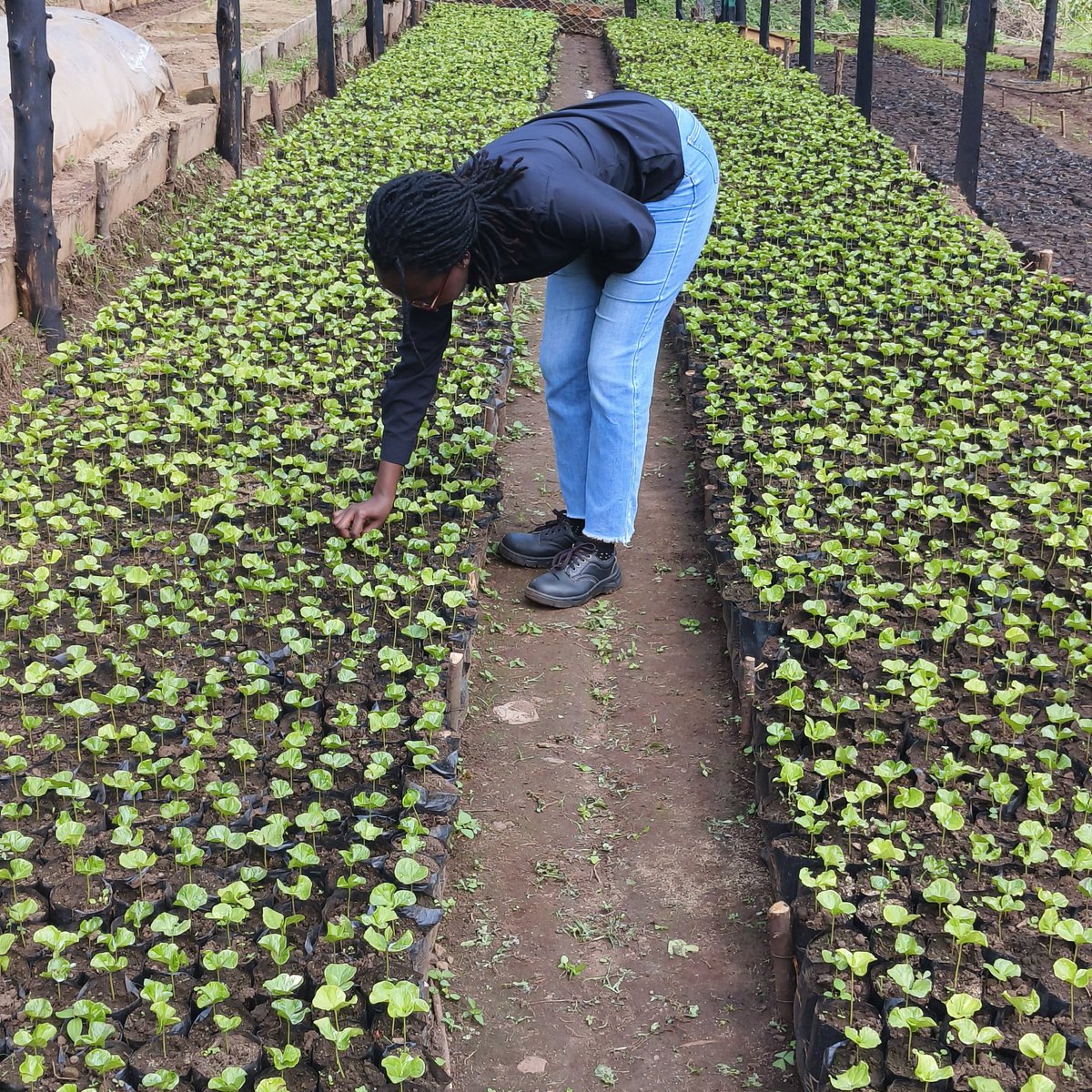 A win is a win, the progress thus far 
at our Nursery Project encompassing meticulous attention to details from  sowing to transplanting .
Currently at 15k batian seedlings as we await more to emerge at the propagation units.
#coffeefarming
#youthincoffee