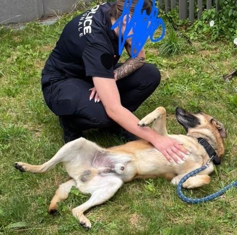 POURQUOI le vigile que j'ai accompagné 2 ans m'a ABANDONNÉ / 1 parking d'usine ? 
3 semaines sans eau ni nourriture ni ombre.

Je cherche une FAMILLE D'ACCUEIL.

Très expressif 🤗 je déborde de joie de vivre. Gentil, câlin et doux avec les femmes, j'ai un peu peur des hommes 😒