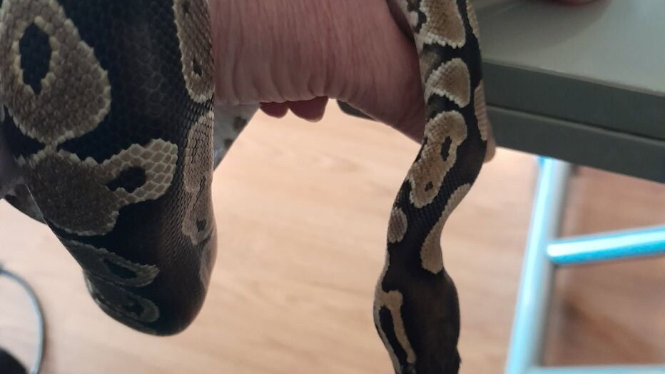 info_Paris_IDF's tweet photo. 🔴 FLASH - #MorsangSurOrge : Un python est dans la nature.

👉 Il s’est échappé de son vivarium dans la nuit de jeudi à vendredi. Bien qu’il ne soit pas dangereux pour l’homme, il est conseillé d’appeler les sapeurs-pompiers si vous le voyez. (Lp) #Essonne https://t.co/K19lcVSDsO