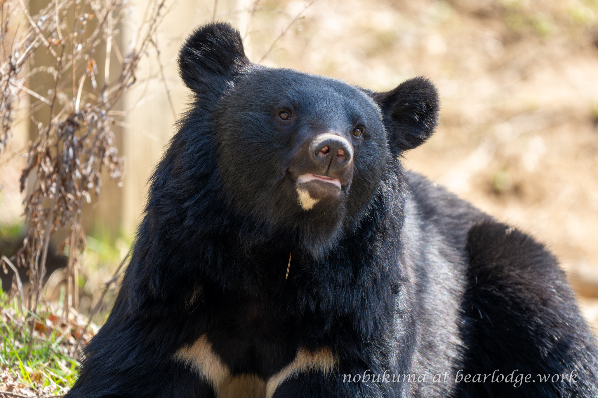 本格的モヘヤの熊 芦屋にツキノワグマ出没 体長1・5m、近隣でも目撃情報 | 神戸