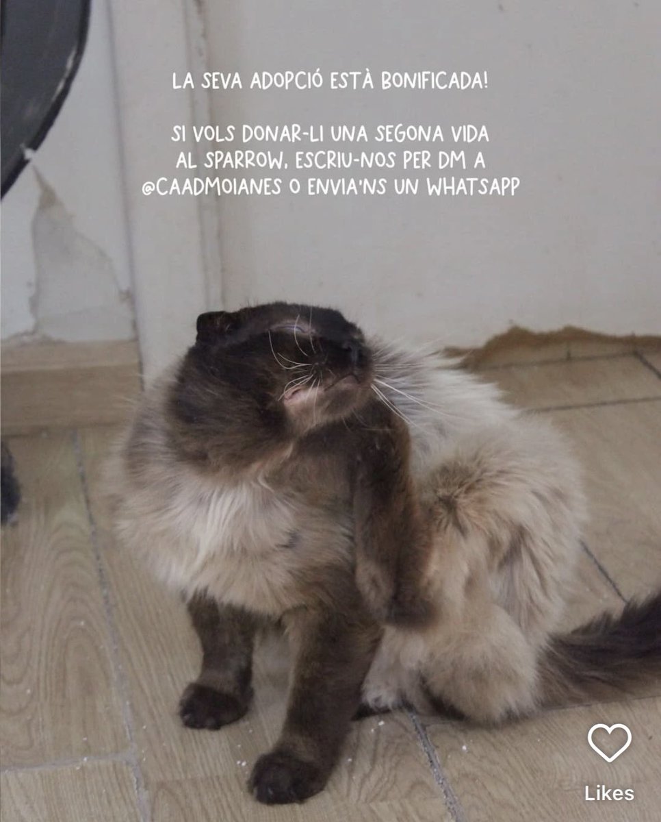 A la protectora de Moià hi ha aquest gatet, ja no puc més de veure'l se'm trenca el cor, però veig difícil poder-lo adoptar perquè tinc massa fauna al pis. Si algú pogués donar-li una oportunitat 💔💔💔💔🥺🙏🙏🙏
